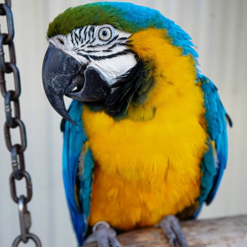 Treasure - Blue and Gold Macaw