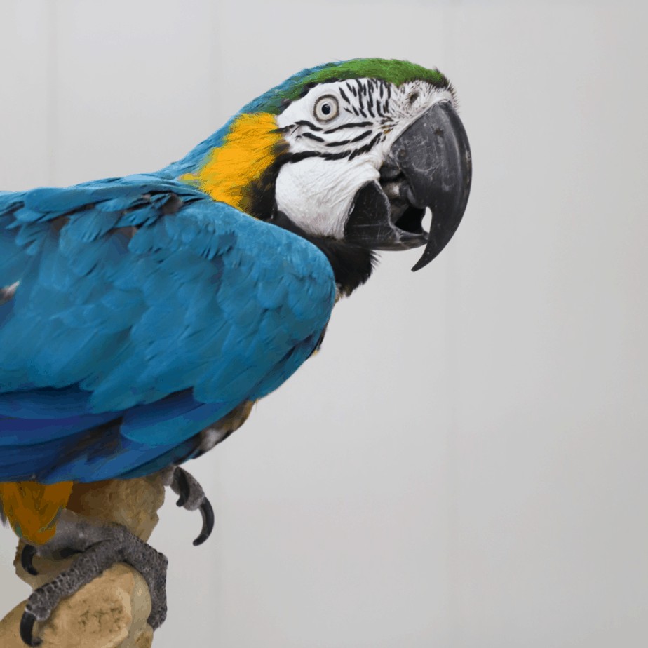 Marimba Blue and Gold Macaw The Gabriel Foundation