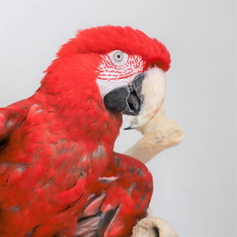 green wing macaw for adoption