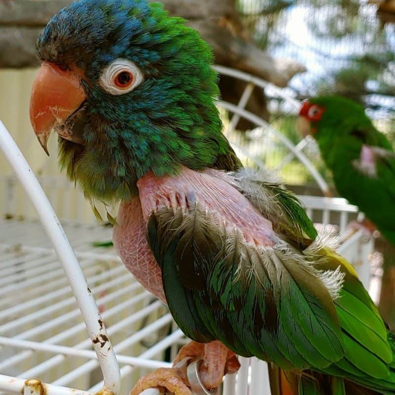 Blue Crowned Conure The Gabriel Foundation