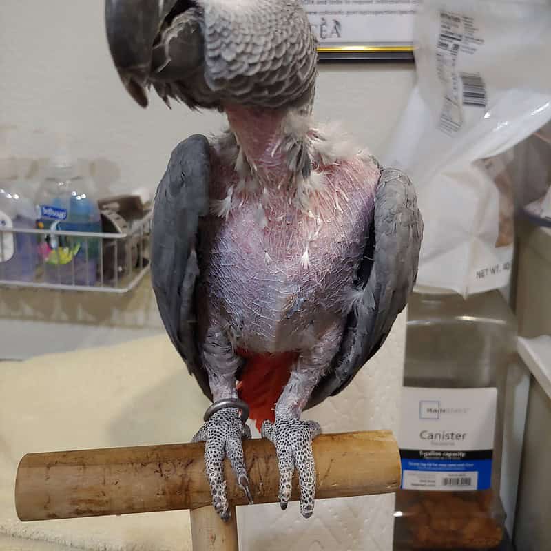 Birdie - Congo African Grey