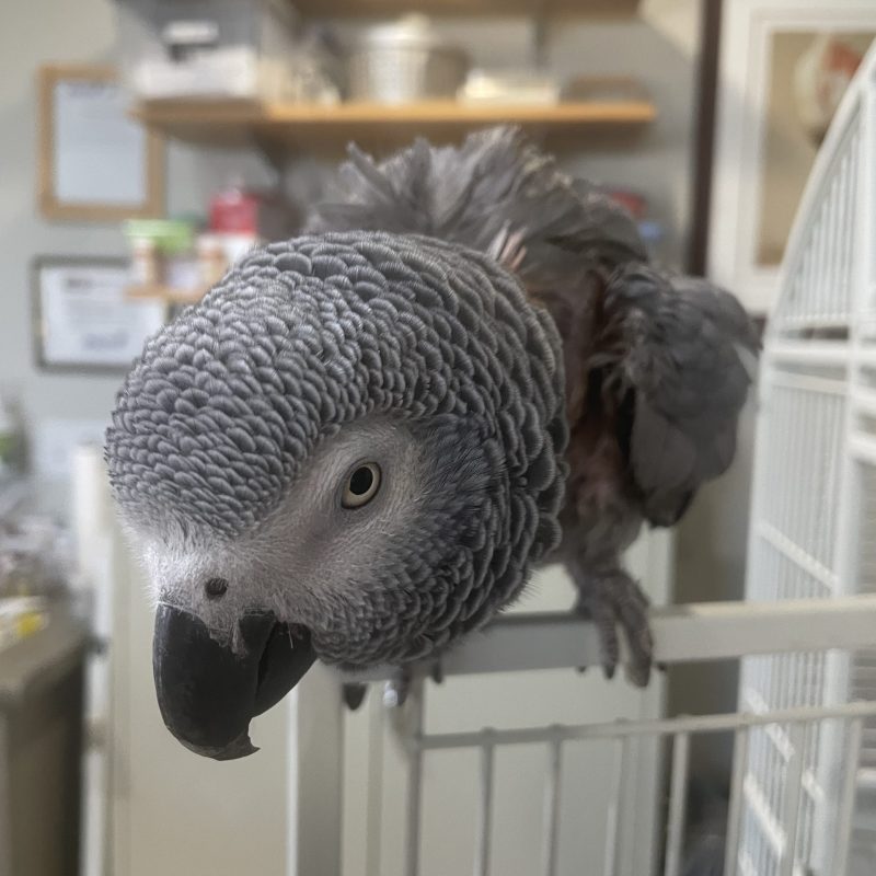 Jasmine - Congo African Grey