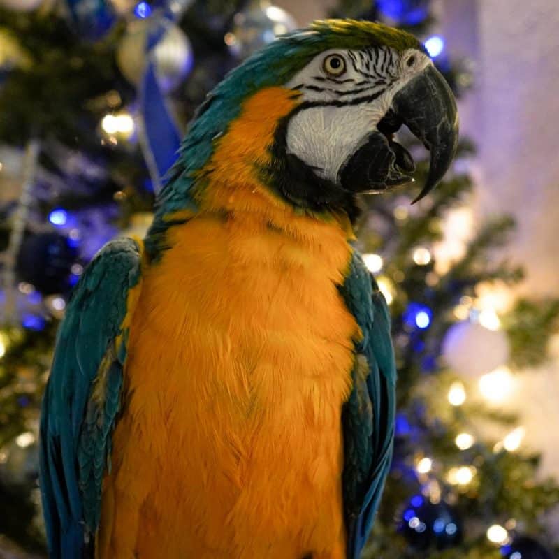 JT - Blue and Gold Macaw