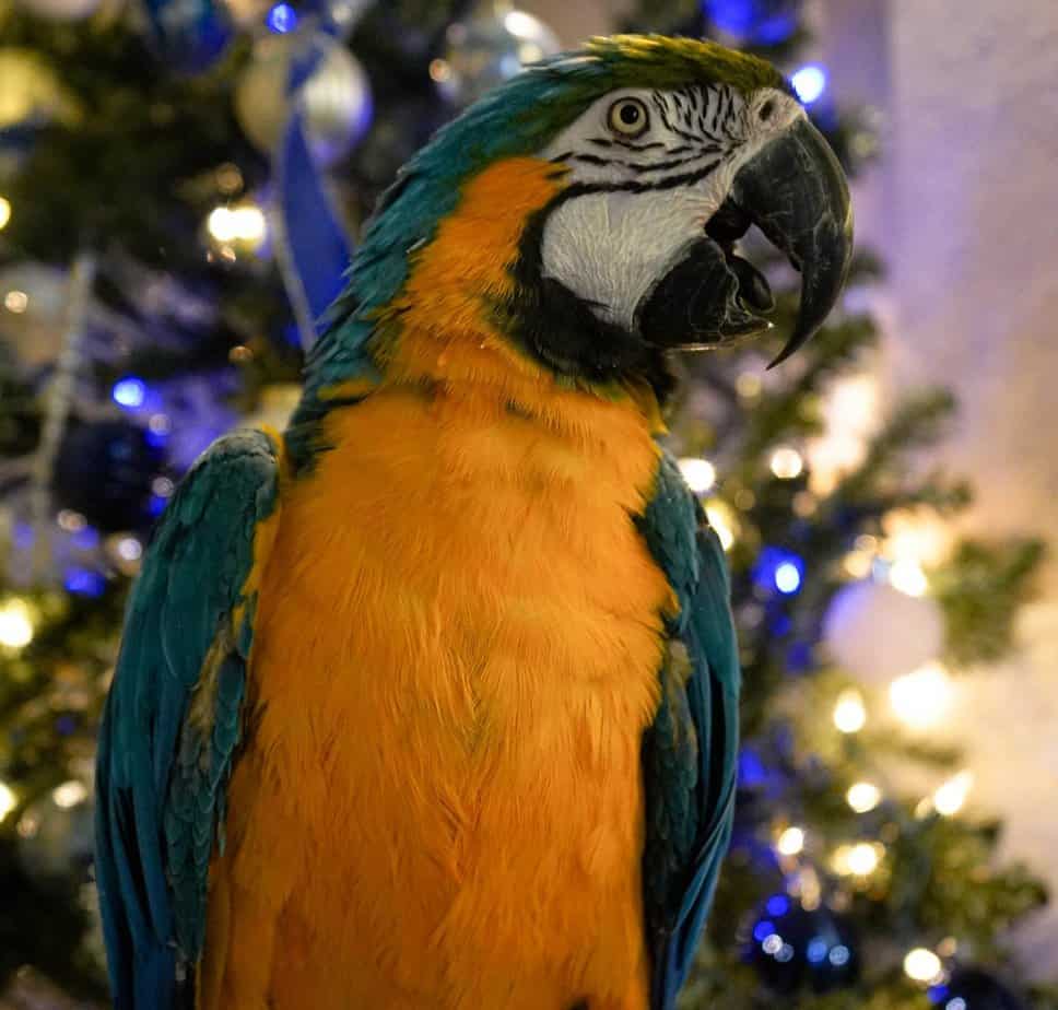 JT - Blue and Gold Macaw