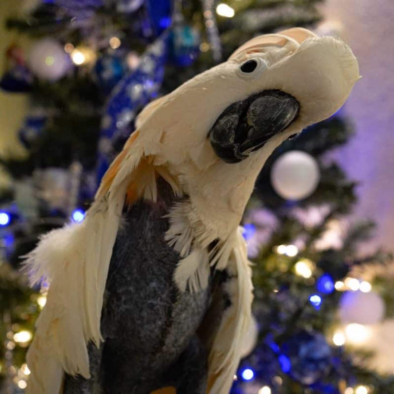 Jessie - Moluccan Cockatoo