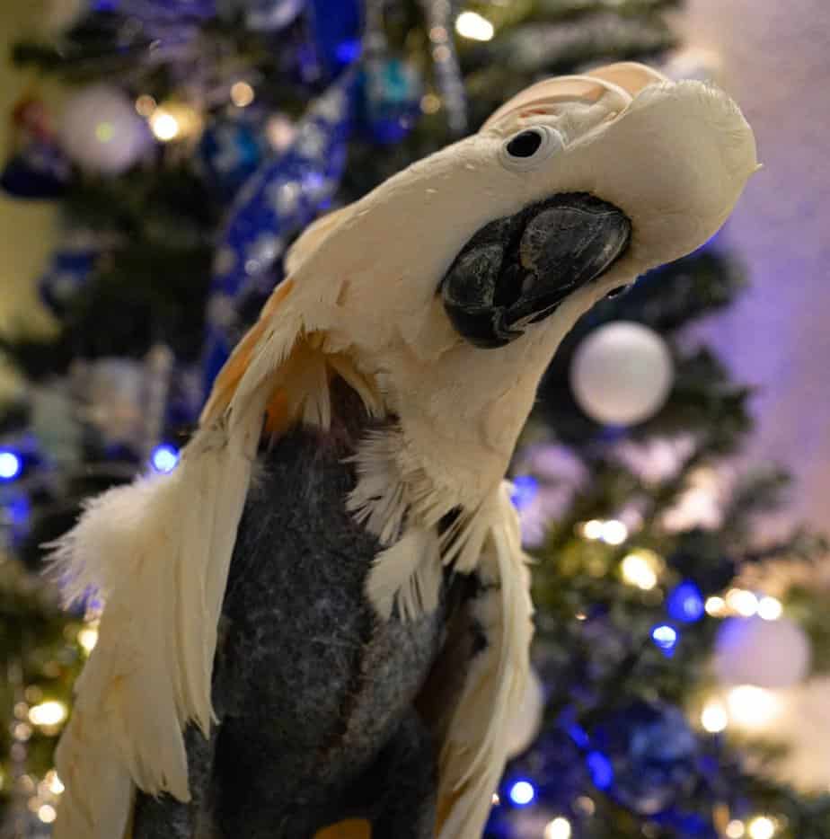 Jessie - Moluccan Cockatoo