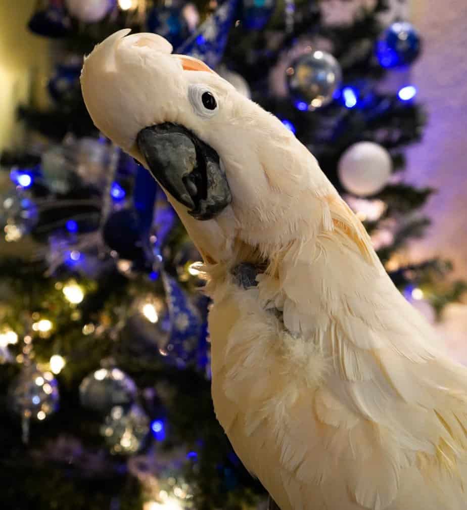 Jessie - Moluccan Cockatoo - Image 3