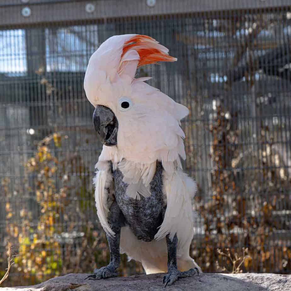 Jessie - Moluccan Cockatoo - Image 2