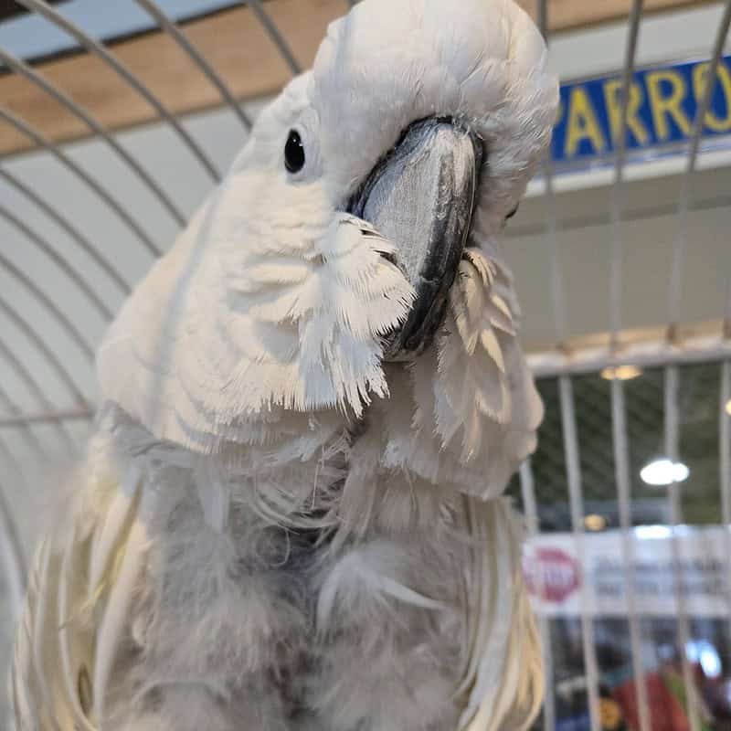 Obie - Umbrella Cockatoo
