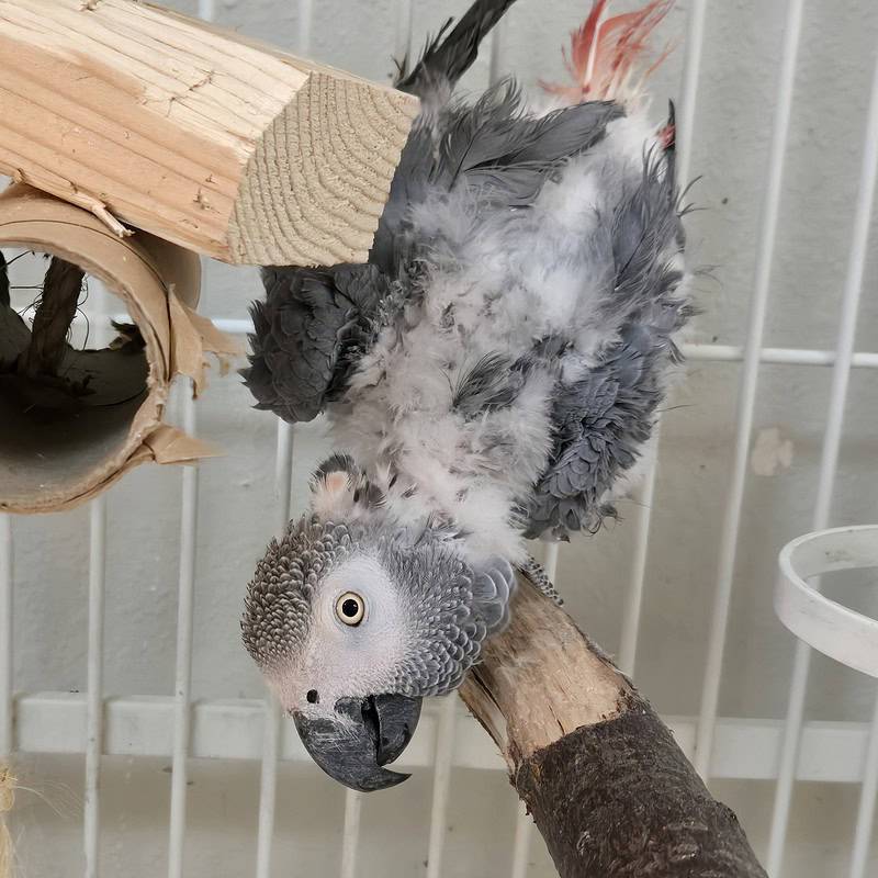 Strudel - Congo African Grey