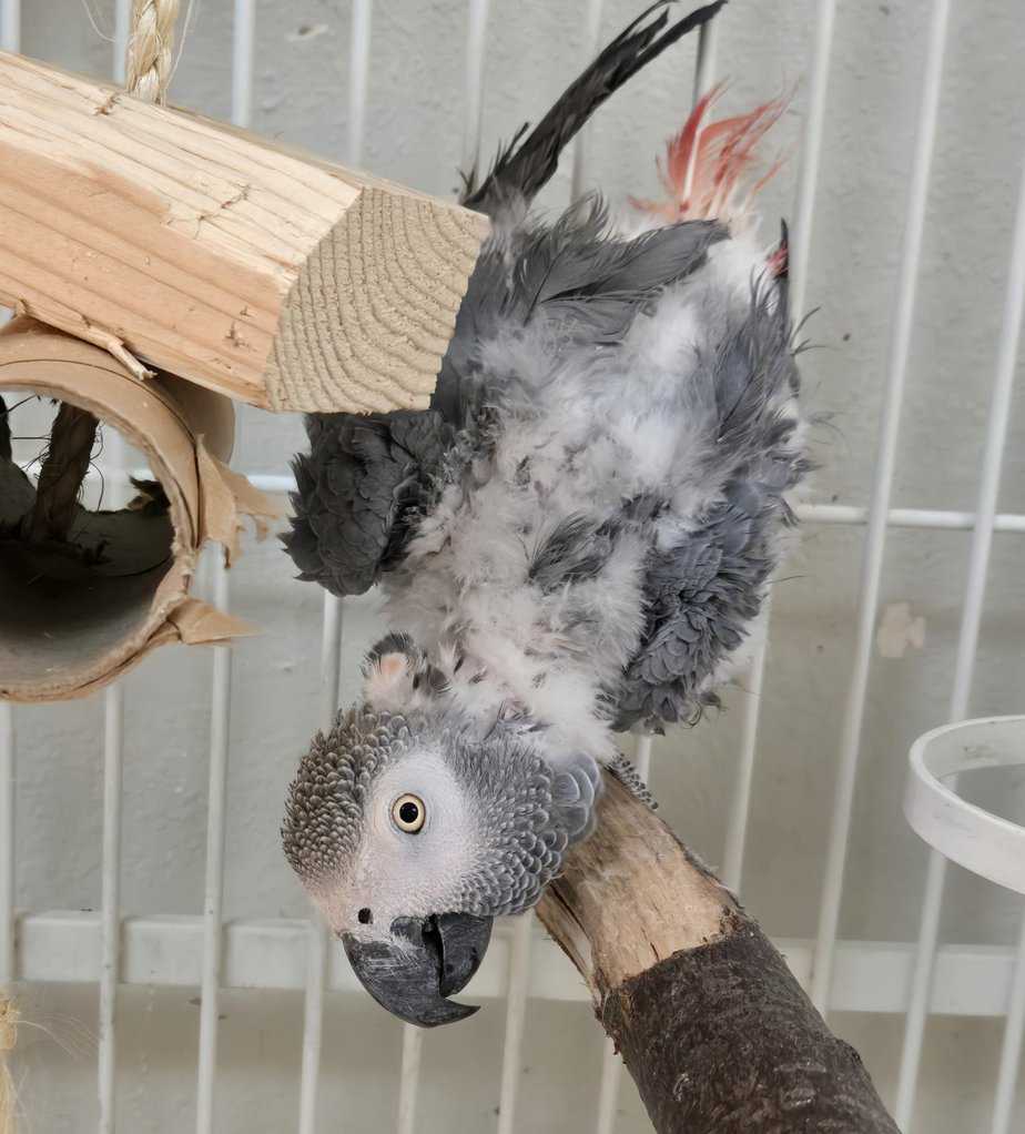 Strudel - Congo African Grey