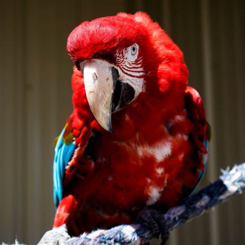Frieda - Greenwing Macaw