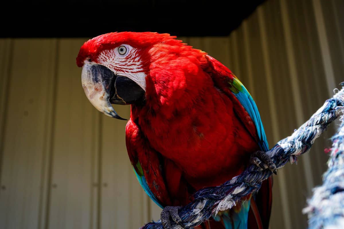 Mojito - Greenwing Macaw