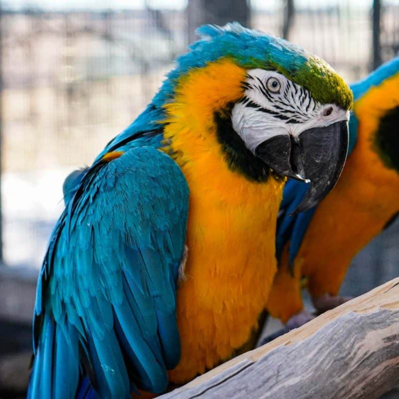 Blue - Blue and Gold Macaw