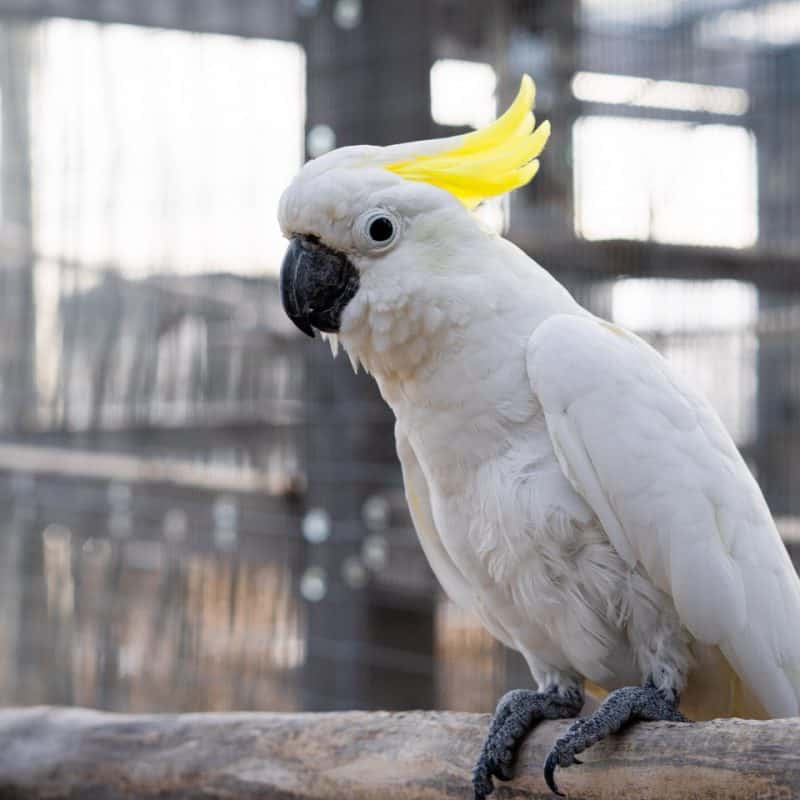 Franklin - Sulphur Crested Cockatoo