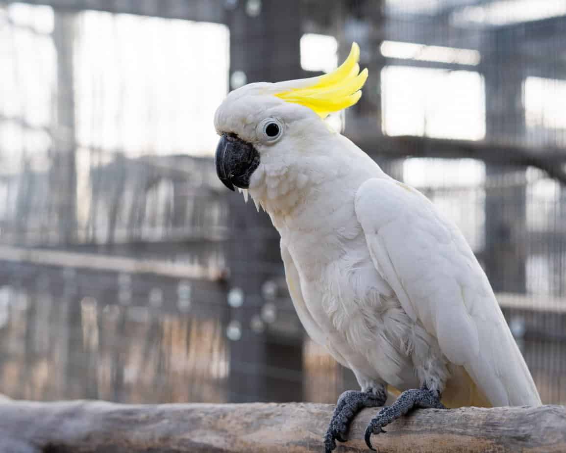 Franklin - Sulphur Crested Cockatoo