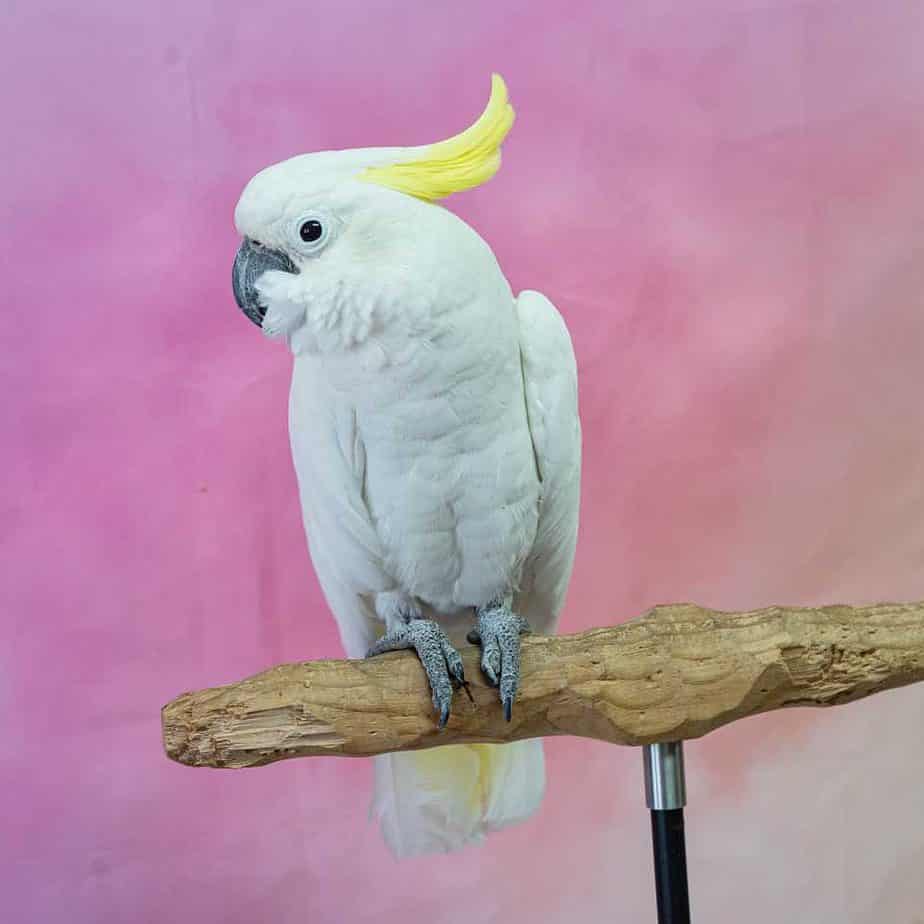Franklin - Sulphur Crested Cockatoo - Image 2
