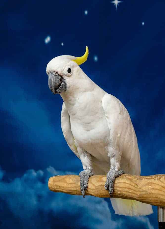 Franklin - Sulphur Crested Cockatoo - Image 4