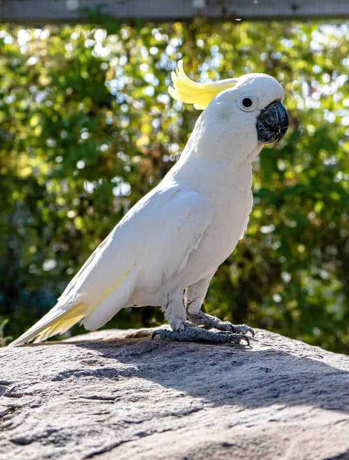 Franklin - Sulphur Crested Cockatoo - Image 3