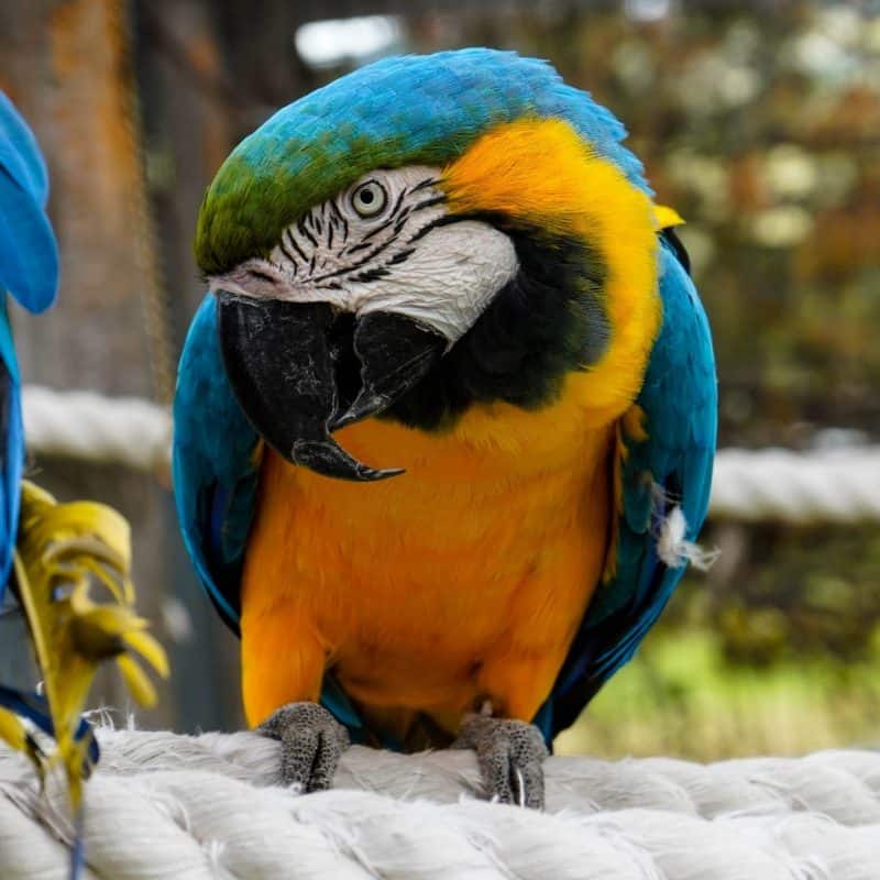 Greco - Blue and Gold Macaw