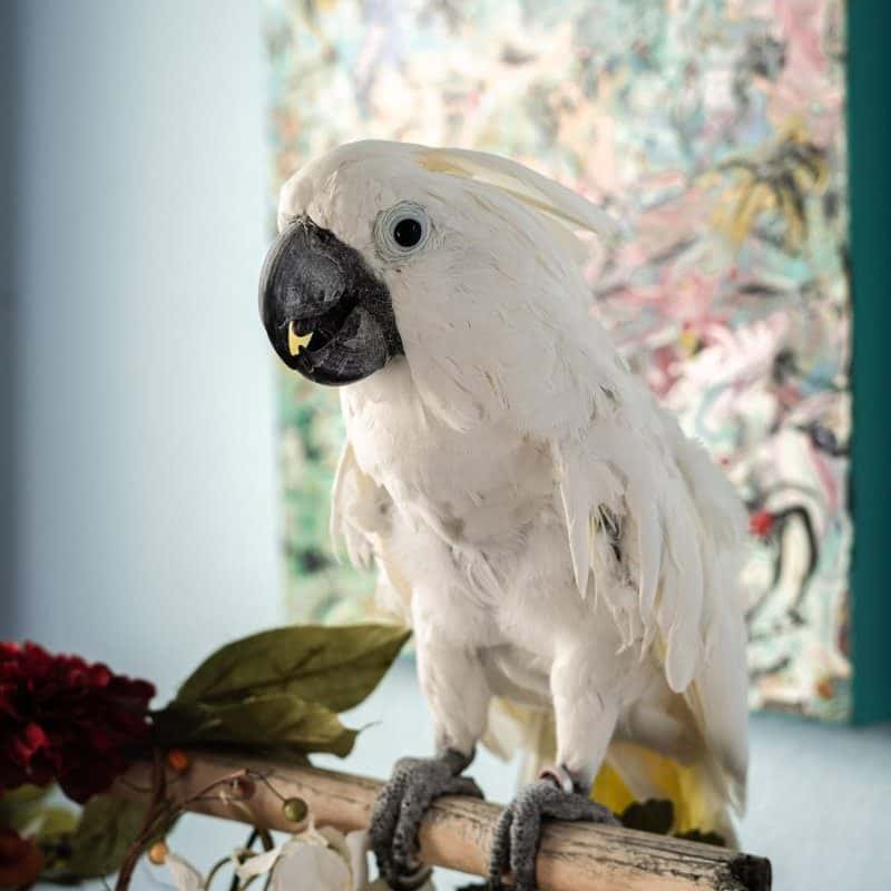 Hannigan - Umbrella Cockatoo