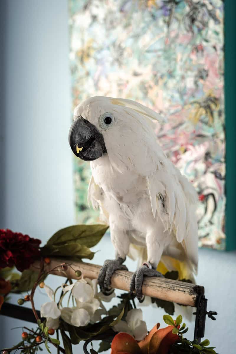 Hannigan - Umbrella Cockatoo