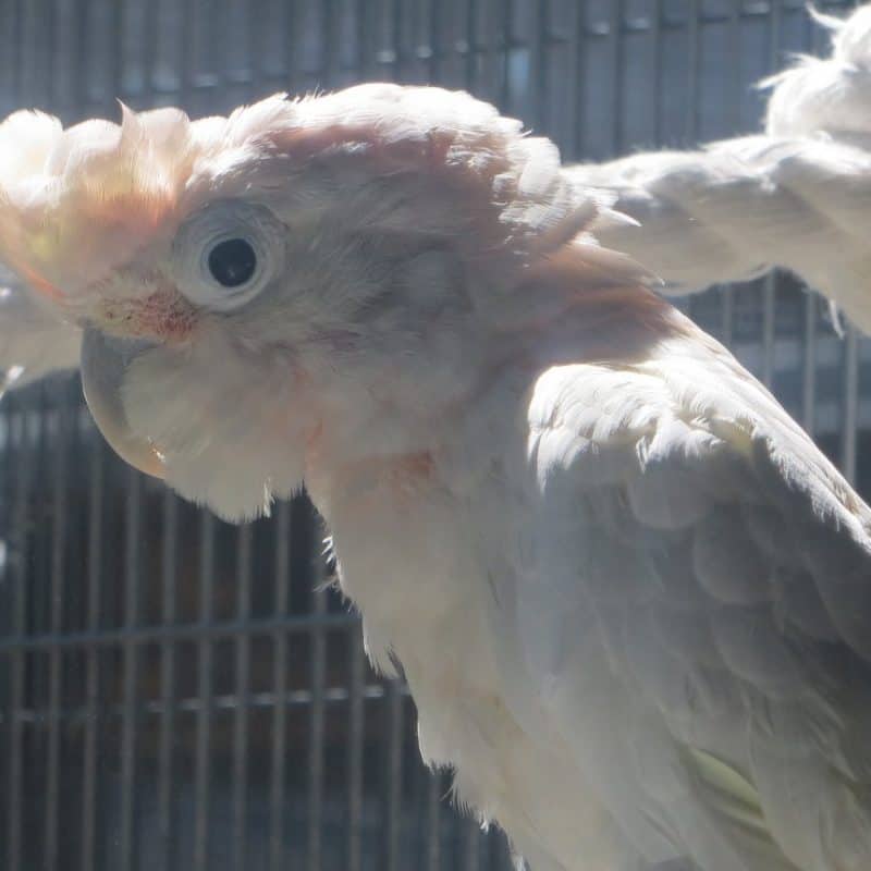 Little Girl - Goffins Cockatoo