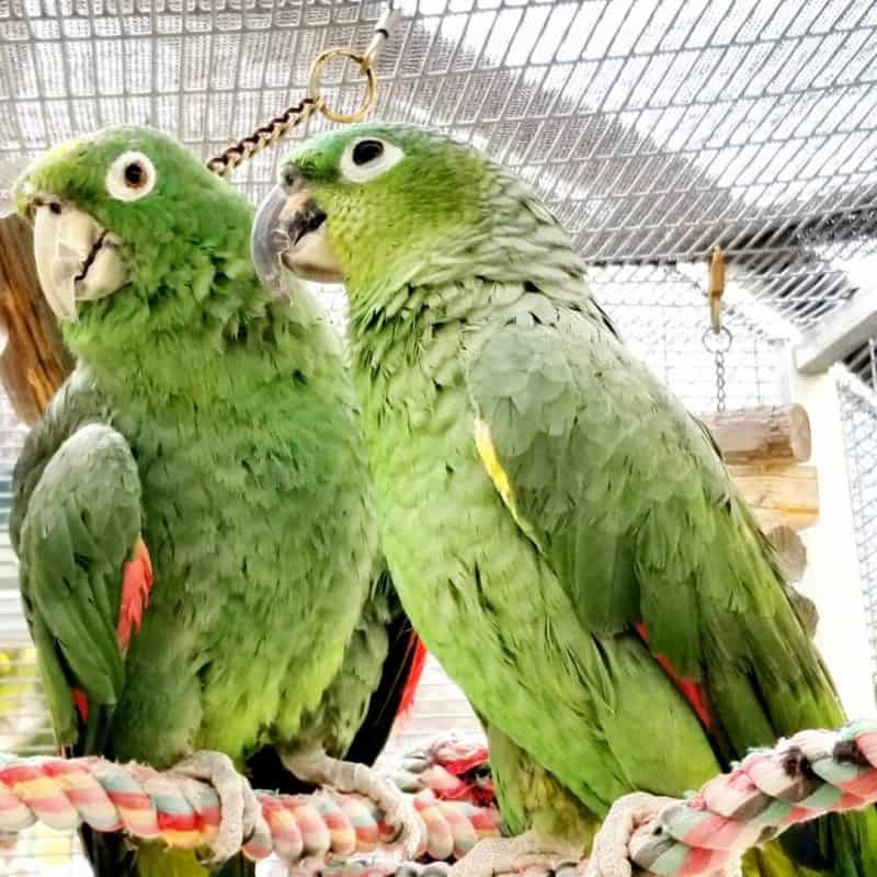 Petri - Mealy Amazon