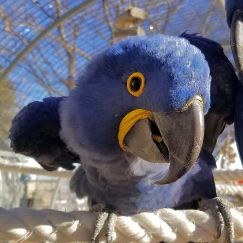 Kayla - Hyacinth Macaw