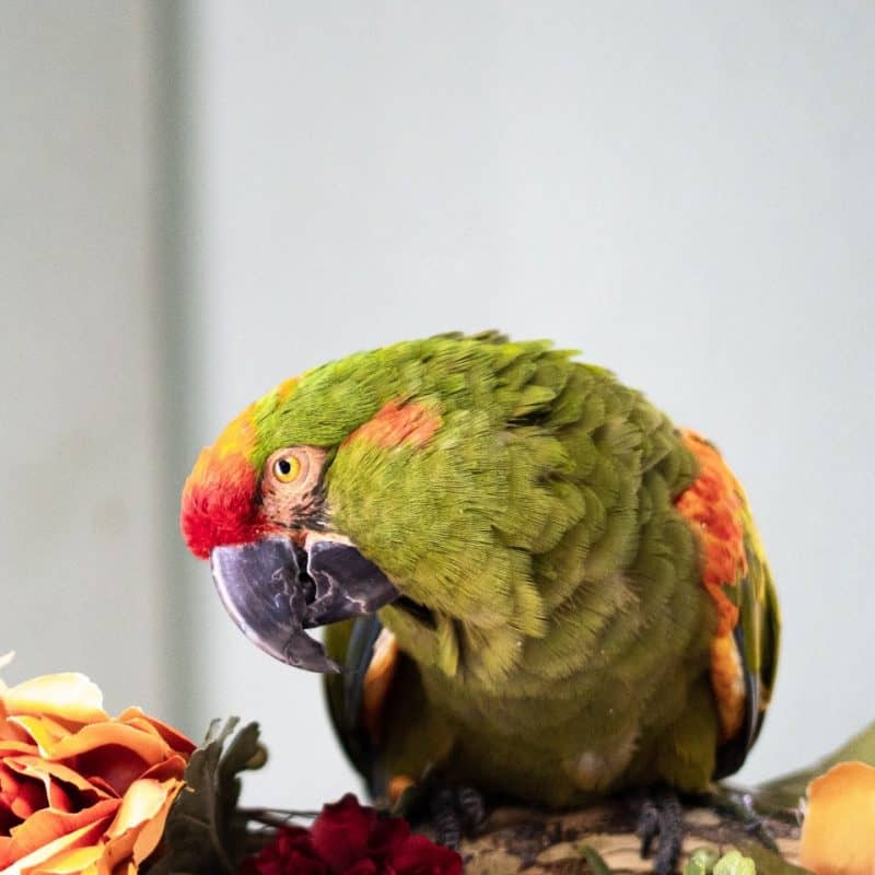 Mango - Red Fronted Macaw