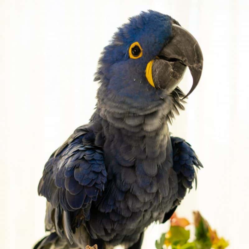 Sulie - Hyacinth Macaw