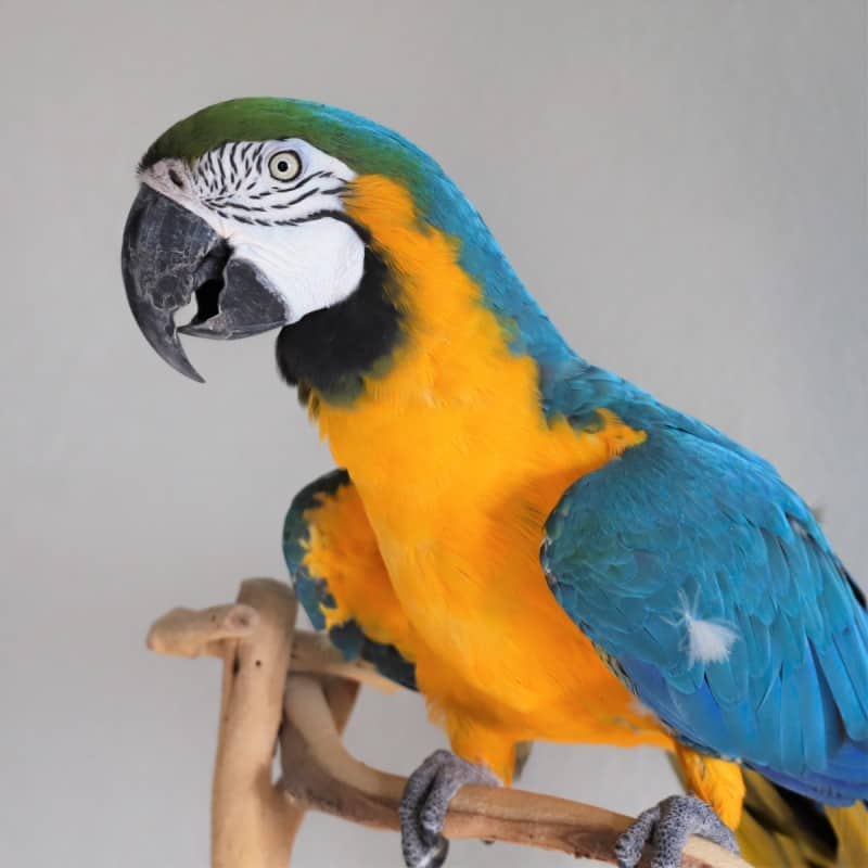 Victory - Blue and Gold Macaw