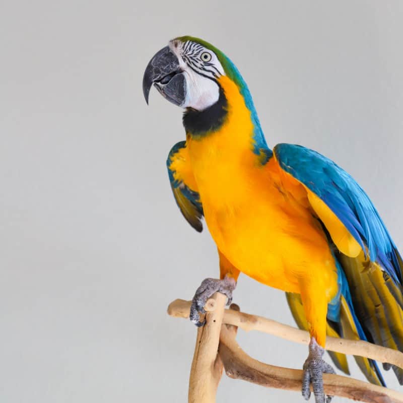 Ariah - Blue and Gold Macaw