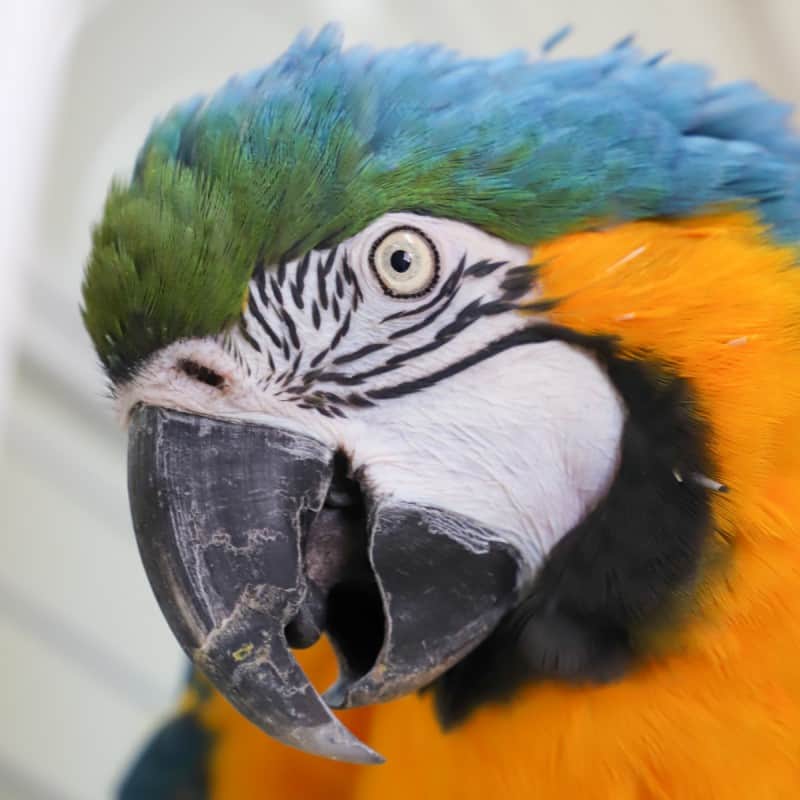 Lindy - Blue and Gold Macaw