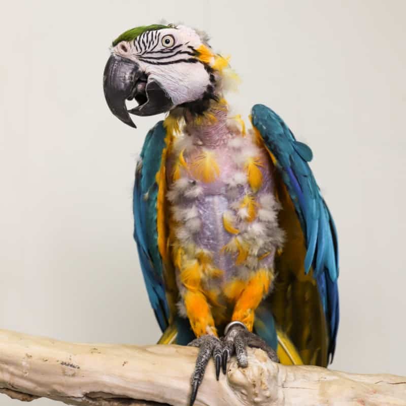 Tai - Blue and Gold Macaw