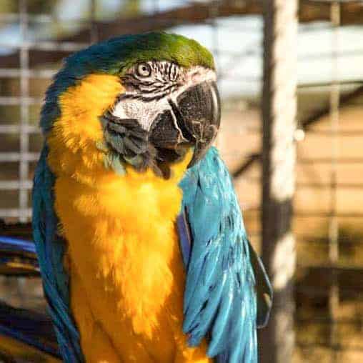 Elf - Blue and Gold Macaw