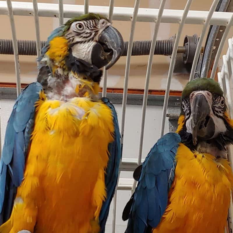 Boogie - Blue and Gold Macaw