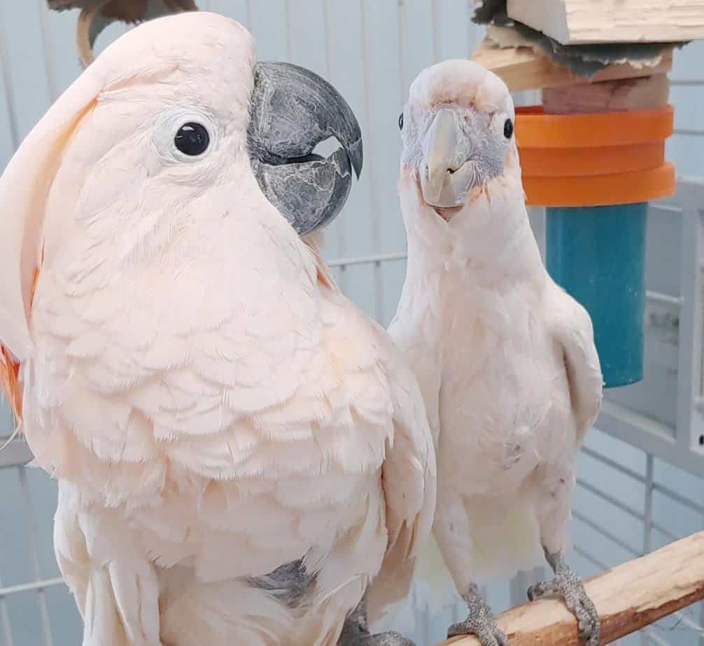 Dusty - Moluccan Cockatoo - Image 4