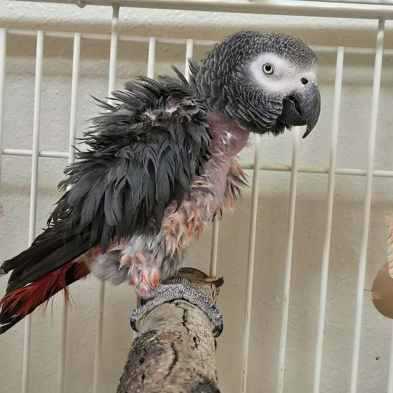 Taffy - Congo African Grey