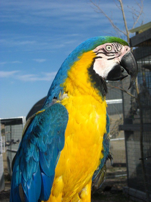 Topaz - Blue and Gold Macaw