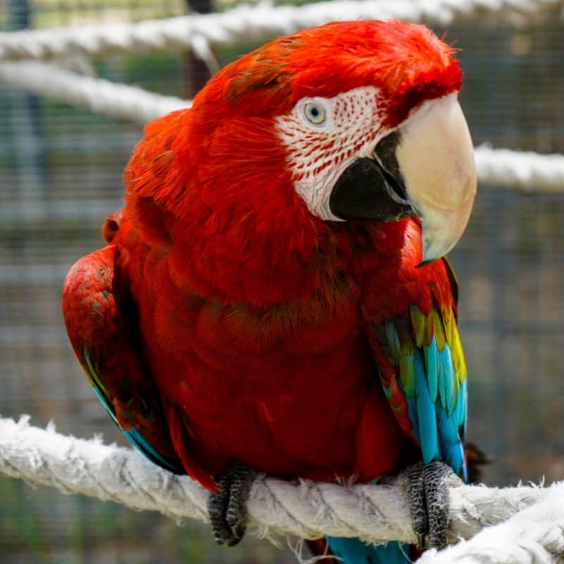Baby - Greenwing Macaw