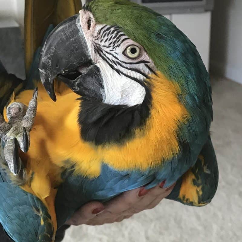 Elvira - Blue and Gold Macaw