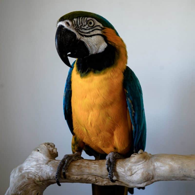 Bodhi - Blue and Gold Macaw