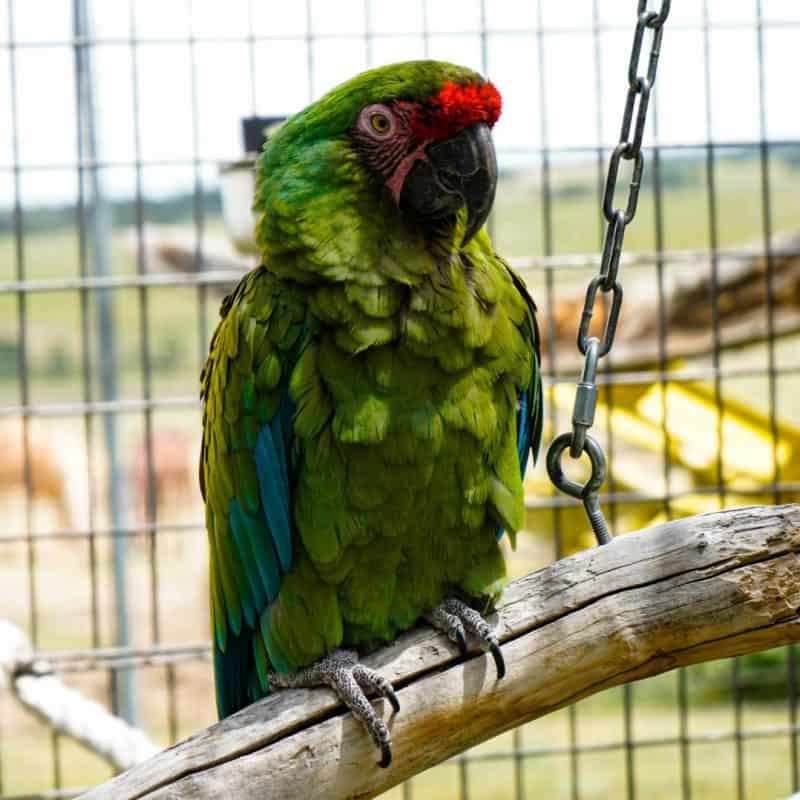 Booboo - Military Macaw