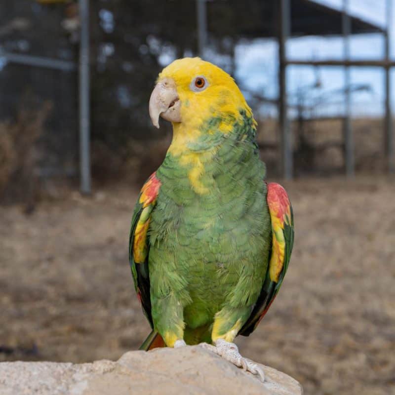 Cesar - Double Yellow Headed Amazon