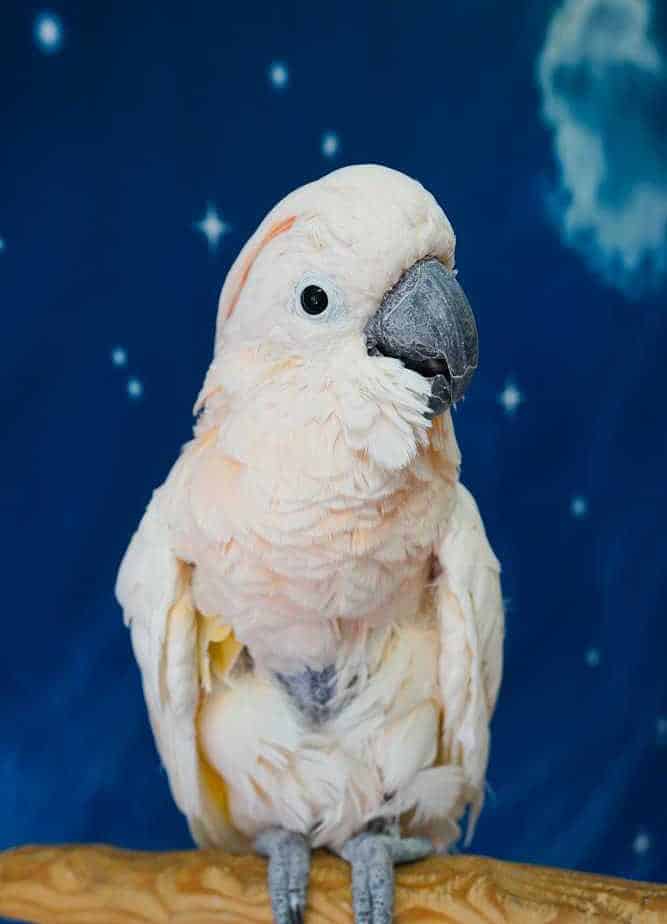 Dusty - Moluccan Cockatoo - Image 3