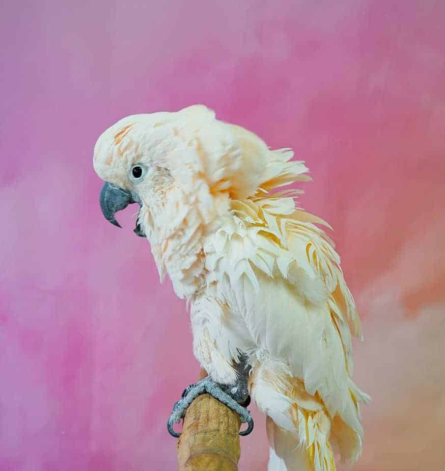 Dusty - Moluccan Cockatoo - Image 5