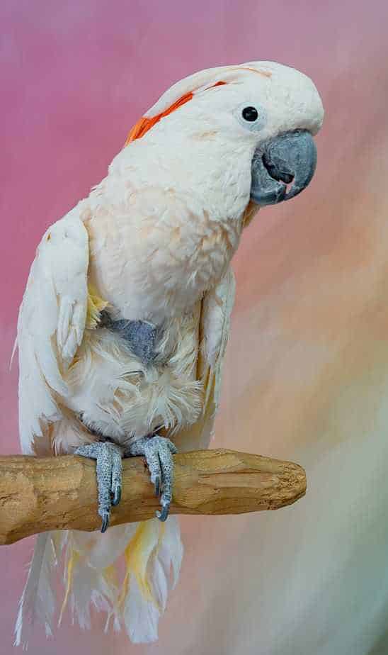 Dusty - Moluccan Cockatoo - Image 2