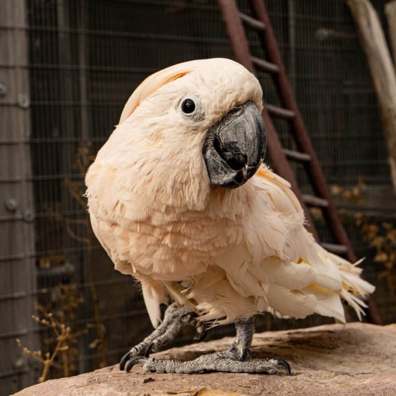Dusty - Moluccan Cockatoo