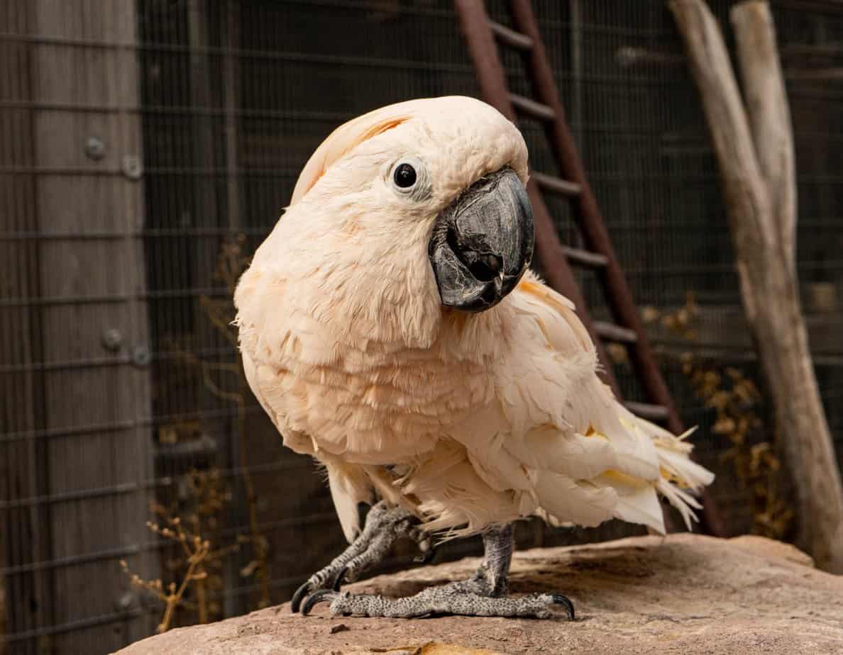 Dusty - Moluccan Cockatoo